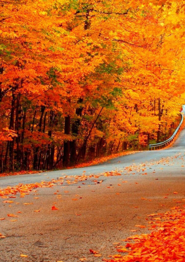 Get Cozy Vibes with These Stunning Fall Backgrounds Wallpaper!