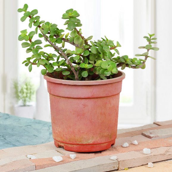 Potted Indoor Houseplants